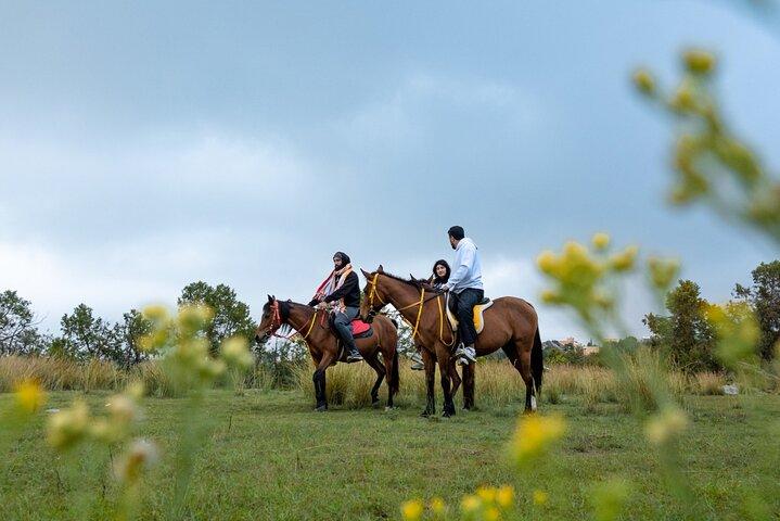 Horse Riding Experience in Riyadh | Tanomah | Jeddah | Al Ula