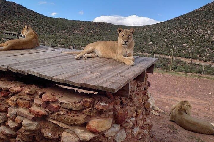 Big5 Wildlife Game Reserve Safari with wine tasting Transport