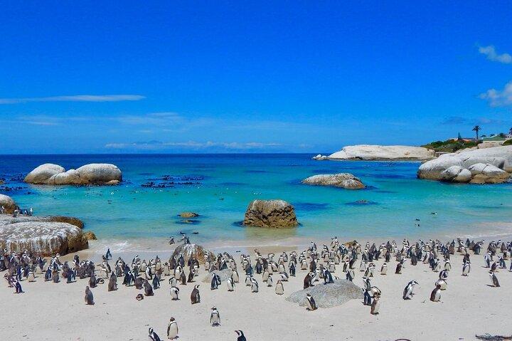 Full Day Private Cape Peninsula and Boulders Beach Tour
