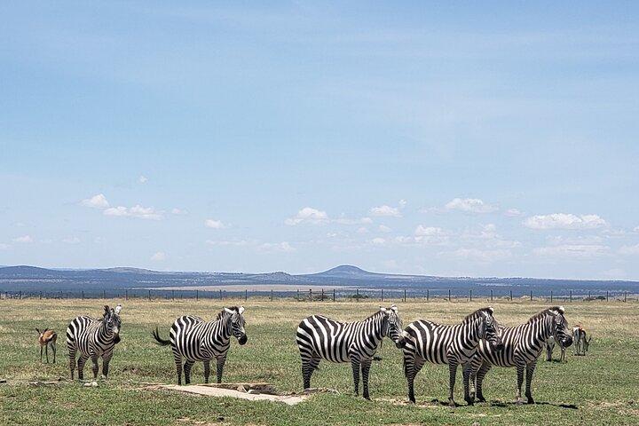 Nairobi Park Safari, Elephant Orphanage and Giraffe Centre Tour.