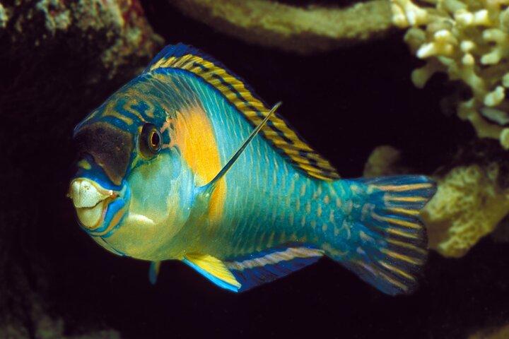 Koh Tao and Nangyuan Snorkeling Tour with Lunch by Catamaran