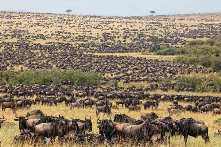 13 Days Gorilla, Masai Mara and Serengeti Wilderness Safari