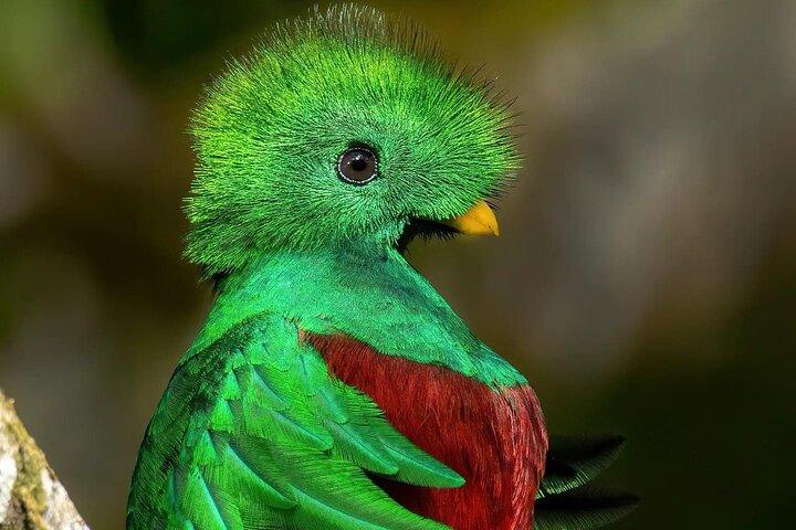 The Quetzal Tour In Monteverde