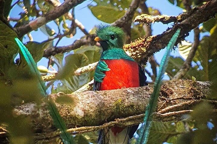 The Quetzal Tour In Monteverde