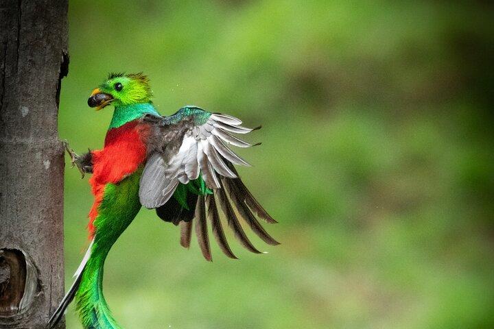 The Quetzal Tour In Monteverde