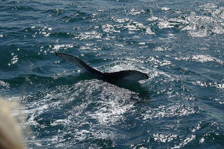 Whale Watching Cruise on a Yacht in Reykjavik