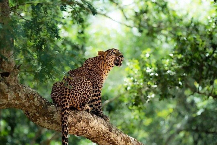 Yala National Park Safari : Special Guided Tour