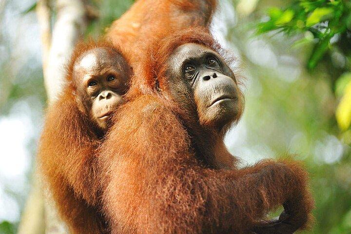 Semenggoh Wildlife Centre Tour: Discover Sarawak’s Orangutans