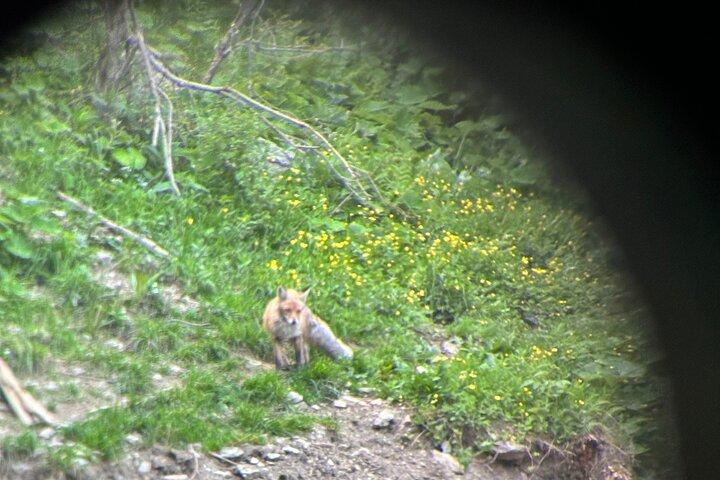 Bear Watching In Brasov: Observe Wild Bears From A Hideout (100%)