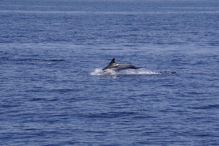 Whale & Dolphin Observation on Electric Sailing Boat in Denia