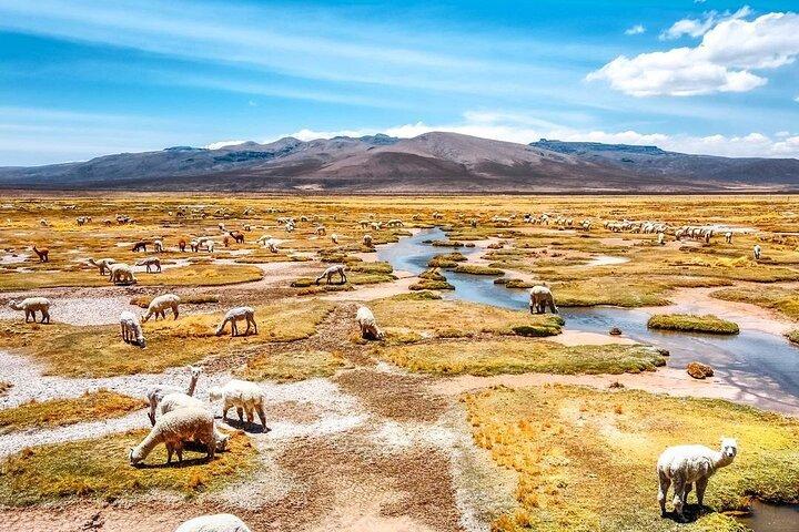 Explore the Colca Canyon From Arequipa 2 Days and 1 Night