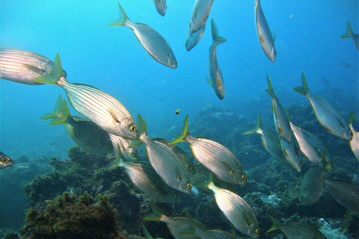 Third Island: Ilhéu das Cabras Boat Tour + Snorkeling