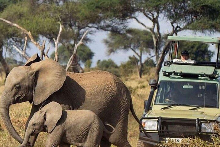4 Days Ol Pejeta Aberdare and Solio Ranch Safari on 4WD Jeep