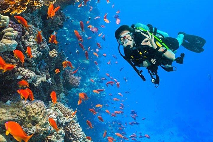Ras Mohamed & White Island Diving & Snorkeling – Sharm El Sheikh