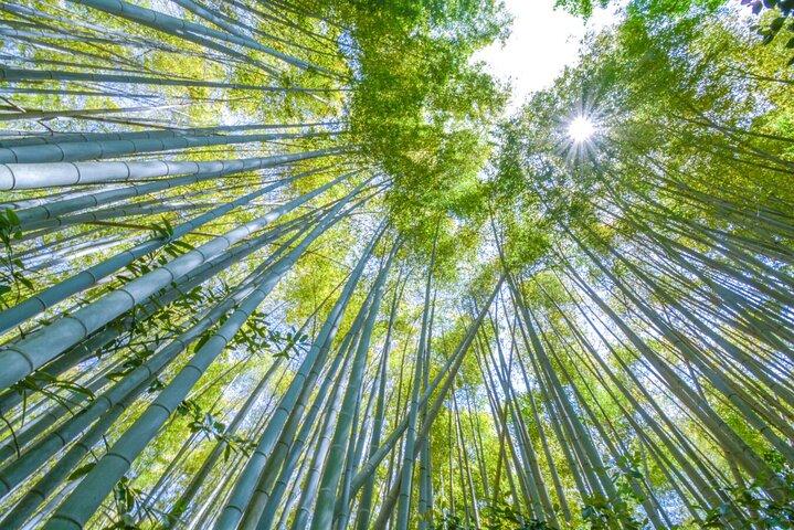 Premium Arashiyama Bamboo Forest, Tenryu-ji & Zen Garden Escape