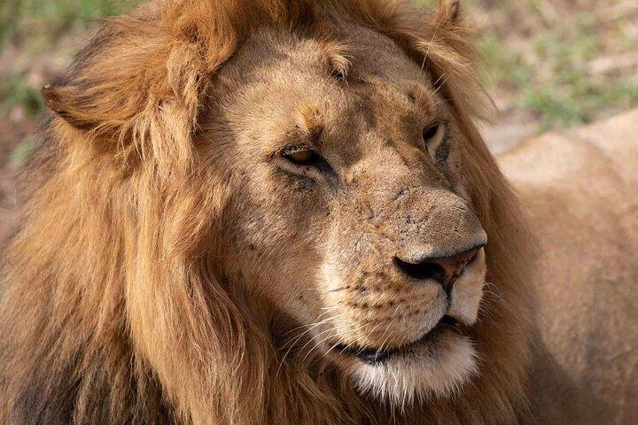 8 Days Tsavo East West Amboseli Lake Nakuru and Masai Mara Safari