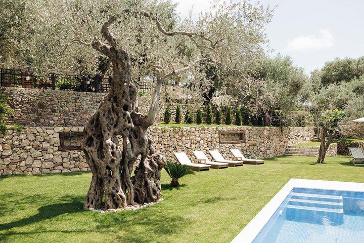 Private Olive Oil and Wine Tasting in Kurilo, Montenegro