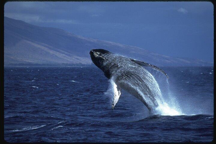 2-Hour Maui Whale Watch from Lahaina Harbor, Maui