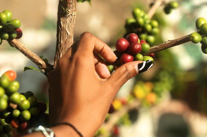 Kigali: Traditional Coffee Experience ( Bean to Brew)