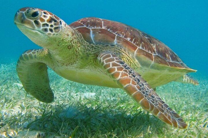 Half Day Semiprivate Snorkeling with Turtles and Majestic Cenote