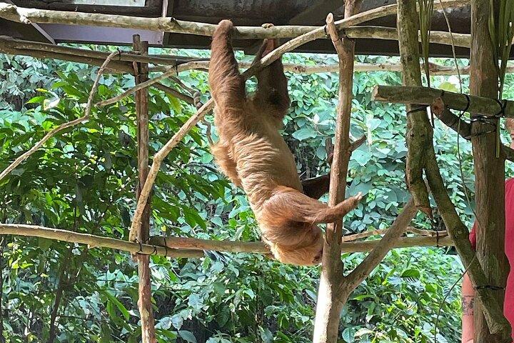 Guided Tour in Sloth Sanctuary and Monkey Island