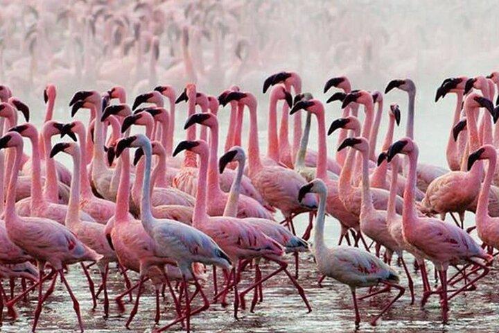 Private Day Tour to Lake Baringo from Nairobi
