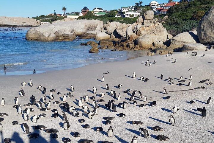 Cape Town Signature Experience/Table Mountain,Penguins&Cape Point
