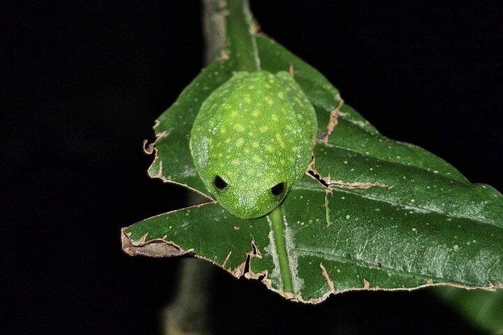 Monteverde Night Tour Unique Experience