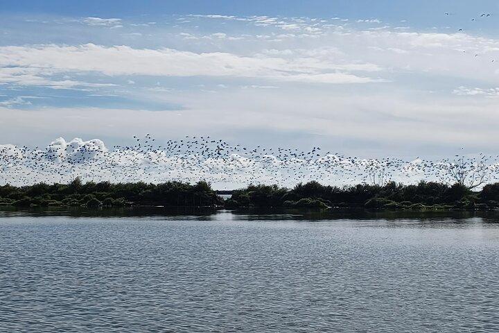 Lisbon : Boat Tour - Bird Observation in the Tejo Nature Reserve