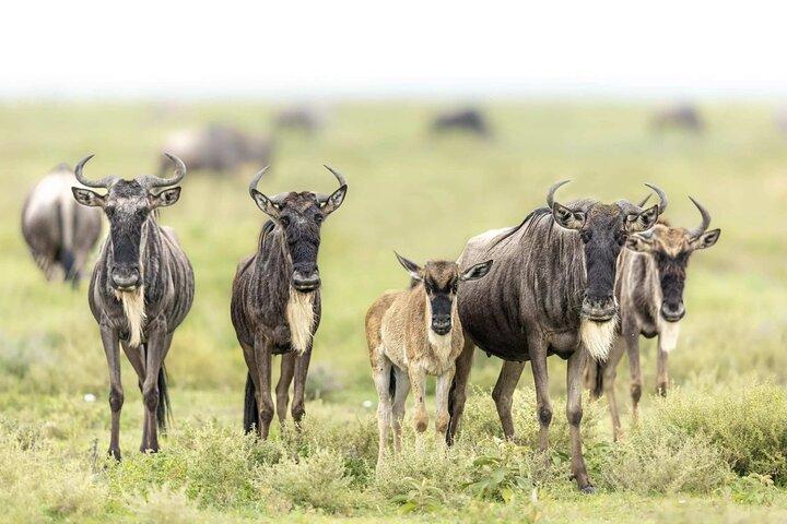 10 Day Calving season Safari Circle of life
