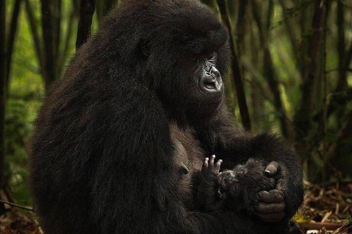 Private Gorilla Trekking Transfer from kigali to Volcanoes N.Park