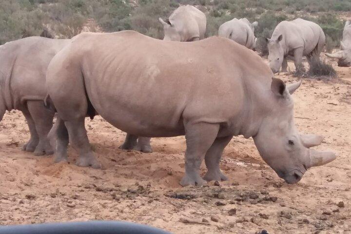 Cape Town Big five Safari Transport, Lunch And Park Fee Inclusive