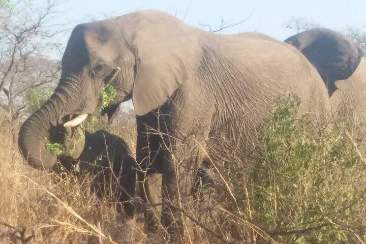 Cape Town Big five Safari Transport, Lunch And Park Fee Inclusive