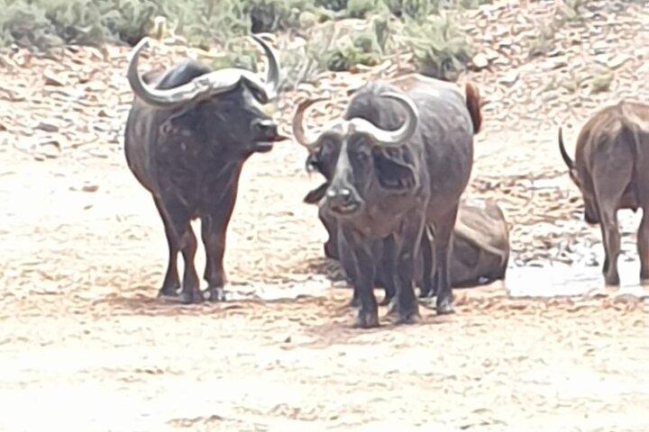 Cape Town Big five Safari Transport, Lunch And Park Fee Inclusive