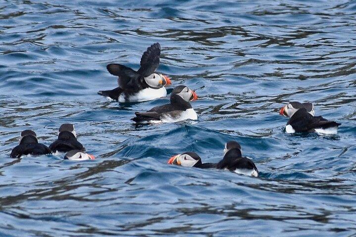 Dingle Boat Tours Wildlife RIB Adventure