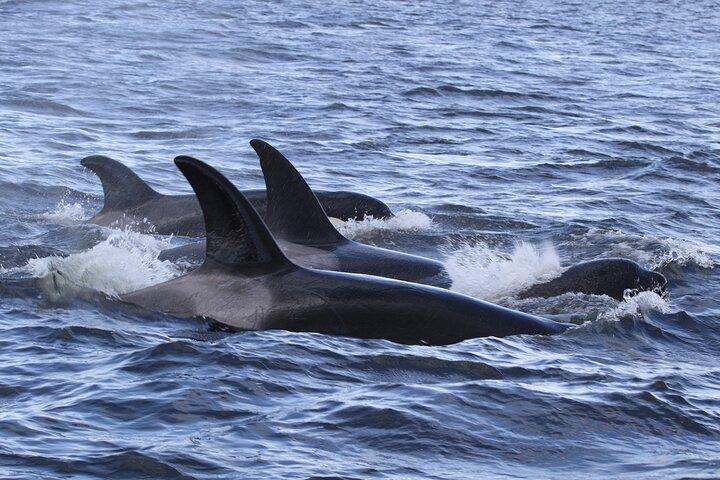 Whale Watching Adventure from Vancouver BC