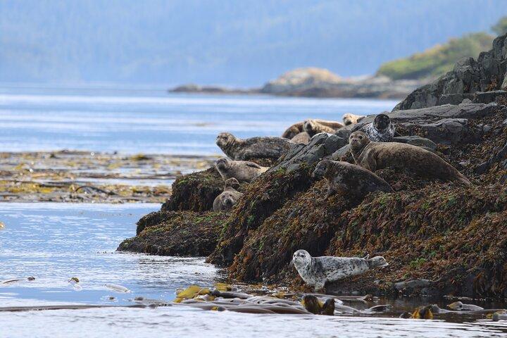 Whale Watching Adventure from Vancouver BC