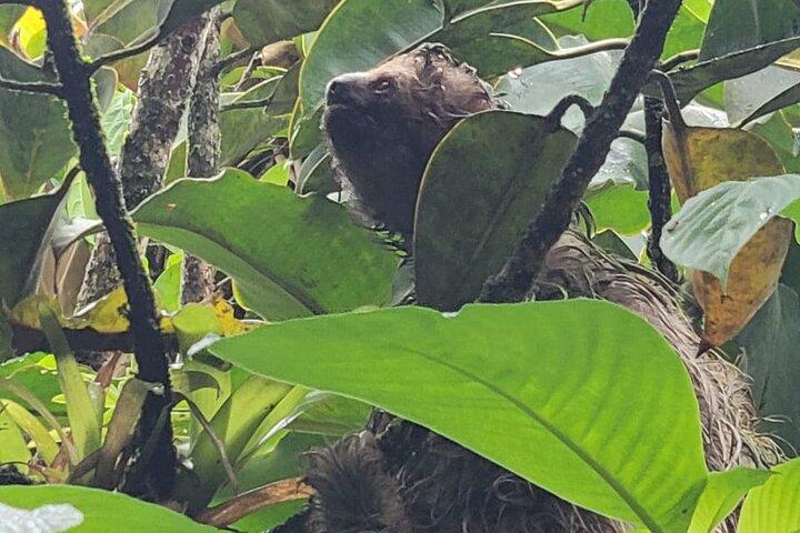 "Rio Celeste Waterfall, Cacao & Cofee tour and Sloth Adventure