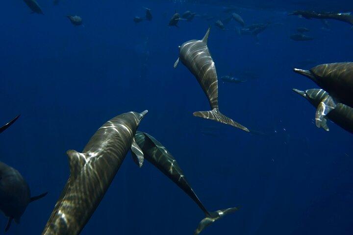 Private Wild Dolphin Encounter Day Trip