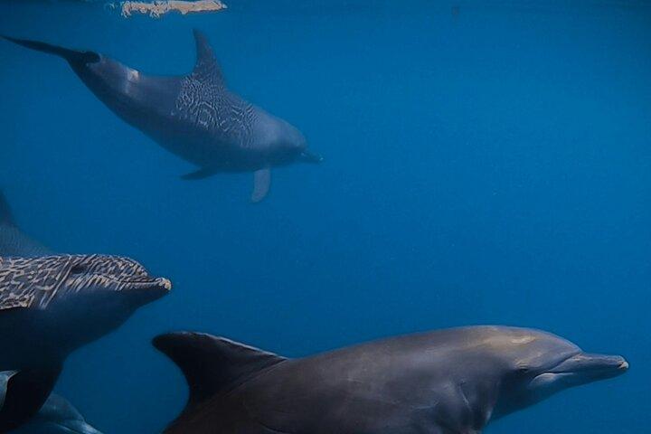Private Wild Dolphin Encounter Day Trip
