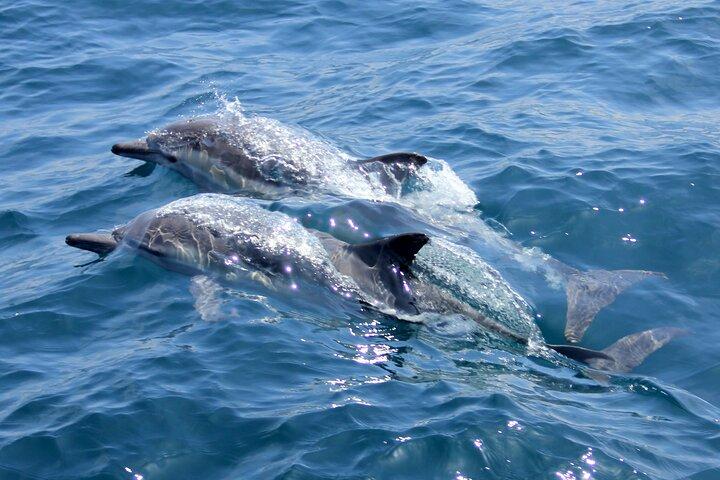Private Wild Dolphin Encounter Day Trip