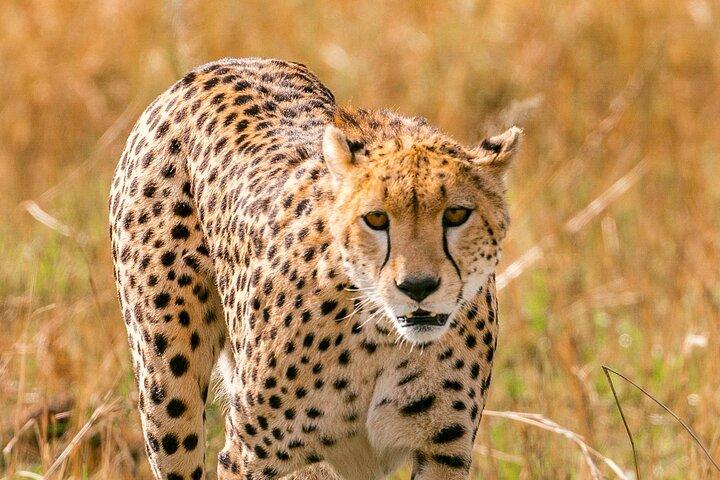 Multi Day Tour Across The Riftvalley in Kenya