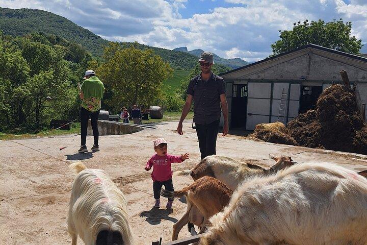 One day cheese making and tasting experience