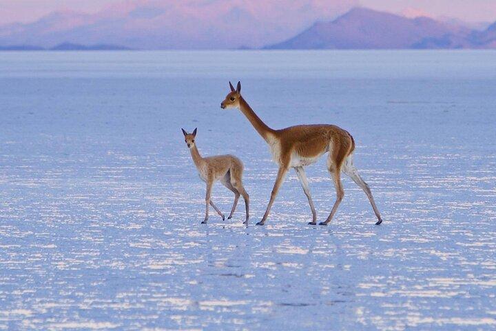 Uyuni Salt Flats 2-Day Tour from La Paz by flight
