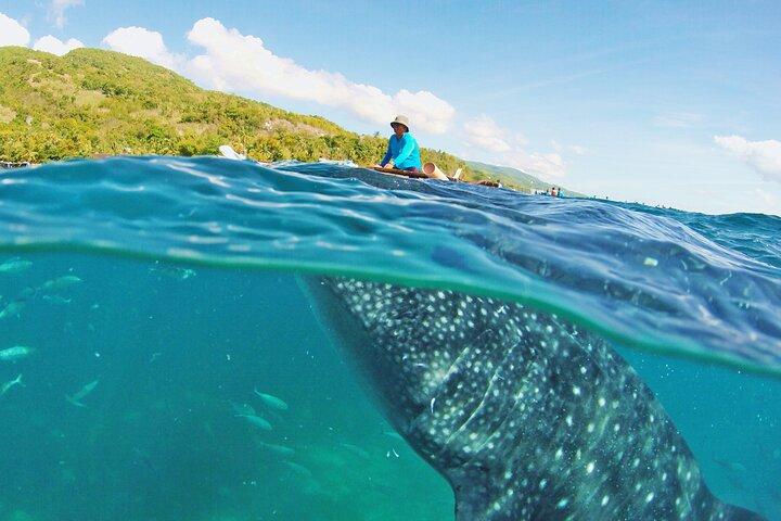 Whale Shark Snorkeling, Kawasan Falls, Sardines Run from Cebu