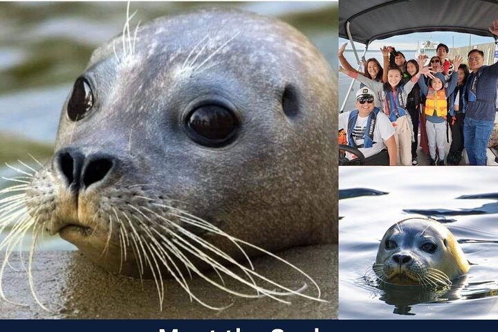 Meet The Seals Boat Tour - Travel by boat to a Secret Seal Cove
