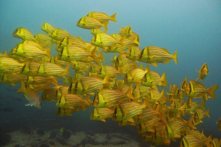 4-Hour Snorkeling Tour in Cabo San Lucas and Corridor