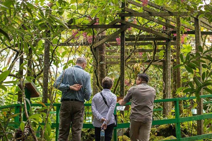 Kinabalu Park Tour with Desa Dairy Farm & Poring Hot Springs