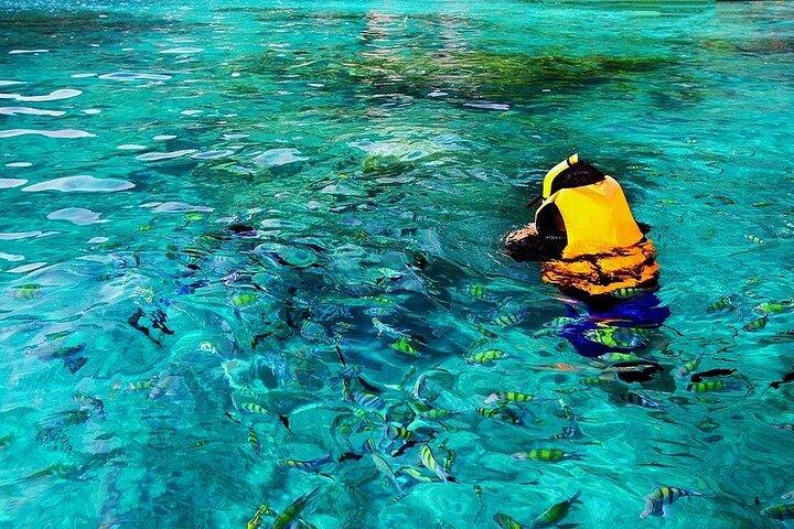 Kona Snorkel Tour: Captain Cook Reef Snorkel, Dolphin & Sea Caves