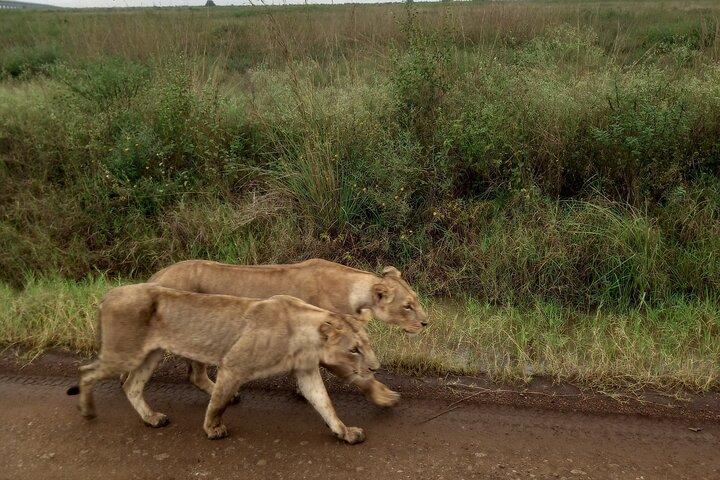 Half Day Nairobi National Park